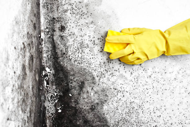 Best Fast Mold Removal  in Long View, NC