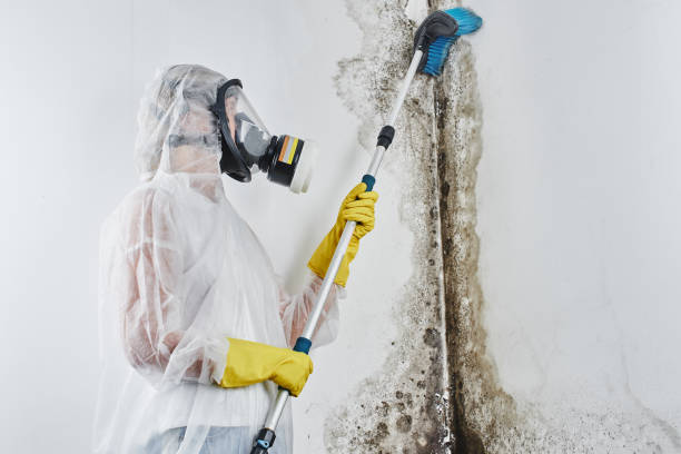 Best Commercial Mold Removal  in Long View, NC