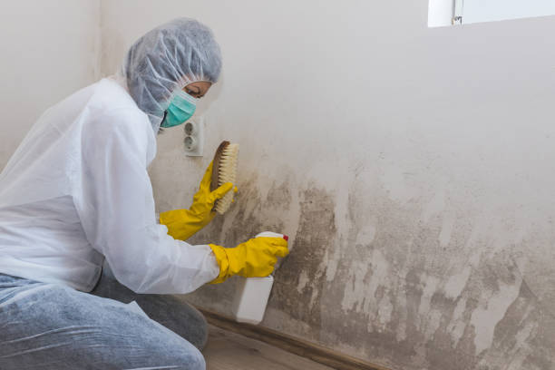 Best Toxic Mold Removal  in Long View, NC
