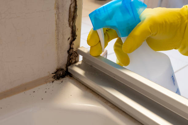 Best Mold Remediation  in Long View, NC