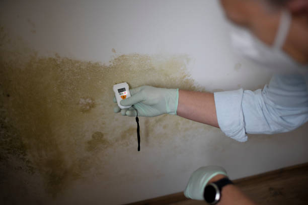 Best Black Mold Removal  in Long View, NC