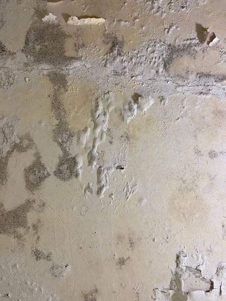 Best Office Mold Removal Services  in Long View, NC