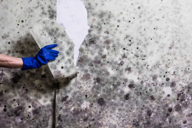 Reliable Long View, NC Mold Removal Solutions